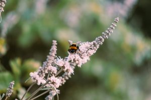 Pollen en hooikoorts: hoe zit het nou?